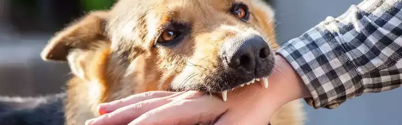 Dog Bite Laws: Understanding Liability and Rights